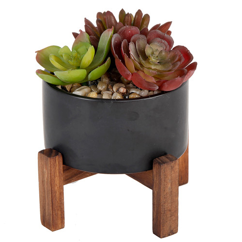 Succulents Mix in Pot with Stand