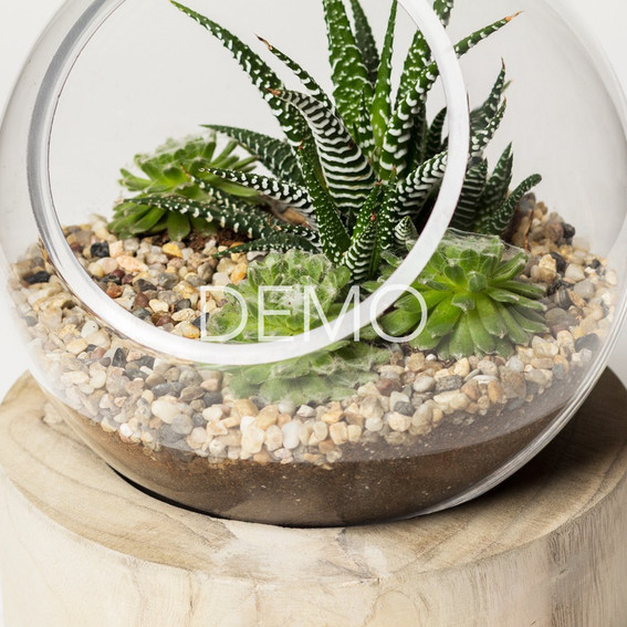 [Sample] Orbit Terrarium - Large - checkbox product