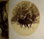 SOLD Triplicate of Wildlife
