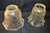 SOLD Two Acid Etched Electric Lamp Shades