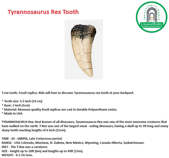 T-rex tooth. Fossil replica| Tooth size: 5.5 inch |Museum quality fossil replicas |TYRANNOSAURUS Rex