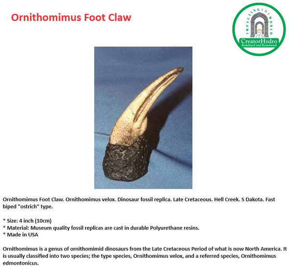 Ornithomimus Foot Claw | Ornithomimus velox|Museum quality fossil replicas