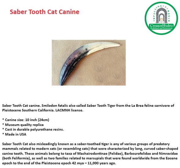 Saber Tooth Cat canine| Smilodon fatalis | Size - 10 Inch