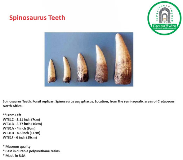 Spinosaurus Teeth | Fossil replicas| Spinosaurus aegyptiacus| Size 3.11 Inch to 6 inches | Museum quality