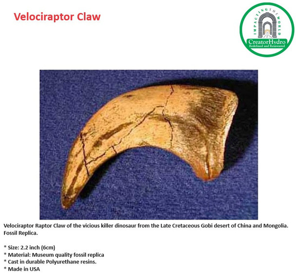 Velociraptor Raptor Claw | Size: 2.2 inch | vicious killer dinosaur