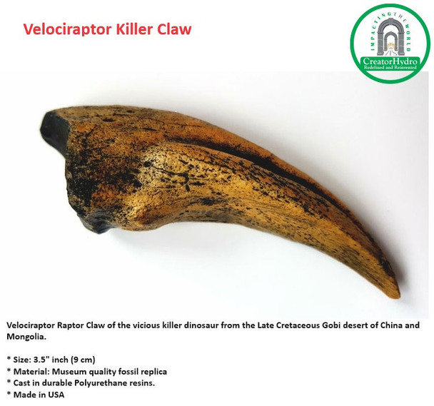 Velociraptor Raptor Claw | Size - 3.5 Inch | vicious killer dinosaur.