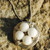 pearl nest pendant