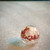 flower breastmilk pearl flower breastmilk pearl