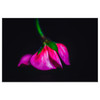 180 x 120 cm : Fuji Crystal Pearl | Aluminium ArtBox 25, Black
