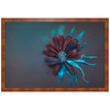 150 x 100 cm : Fuji Crystal Pearl | Brittany : Walnut-Black