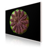 60 x 40 cm : Fuji Crystal Pearl | Art Box Wood : Maple White