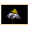 20 x 15 cm : Fuji Crystal DP II | Art Box Wood : Maple Natural