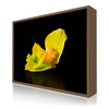 20 x 15 cm : Fuji Crystal DP II | Art Box Wood : Walnut