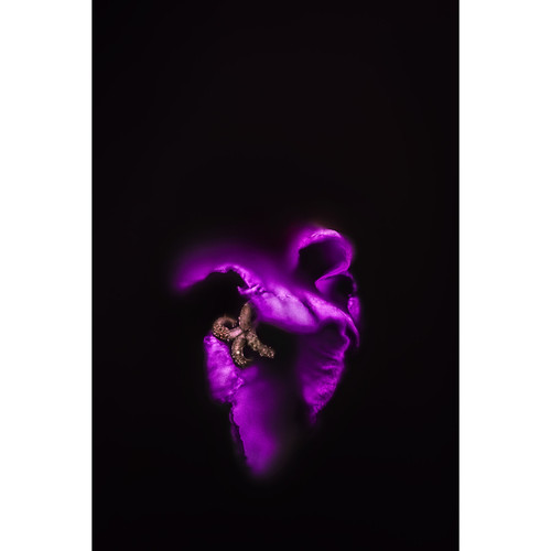 The Heart The Heart