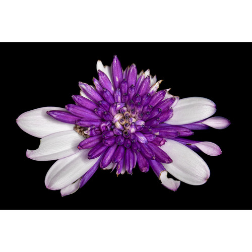 Diadem Diadem