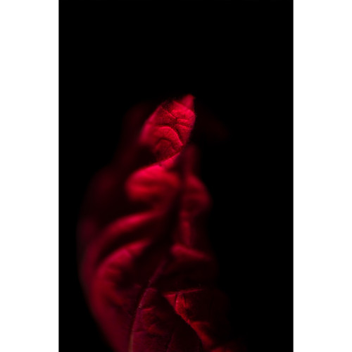 Flamenco Flamenco