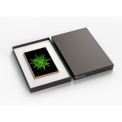 Petite Planète - Gift Edition Petite Planète - Gift Edition