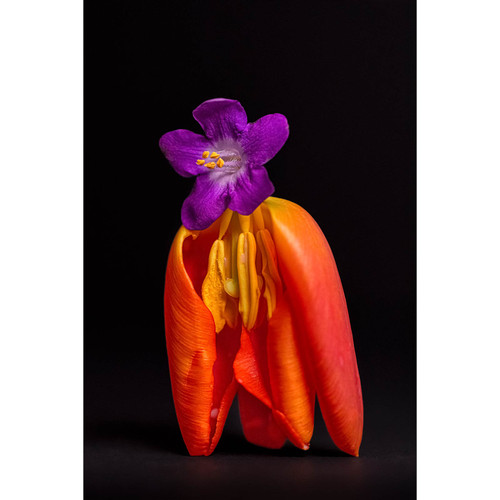 The Secret Life Of Flowers 2