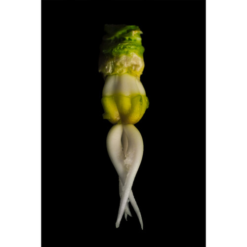 Garden Squid Garden Squid