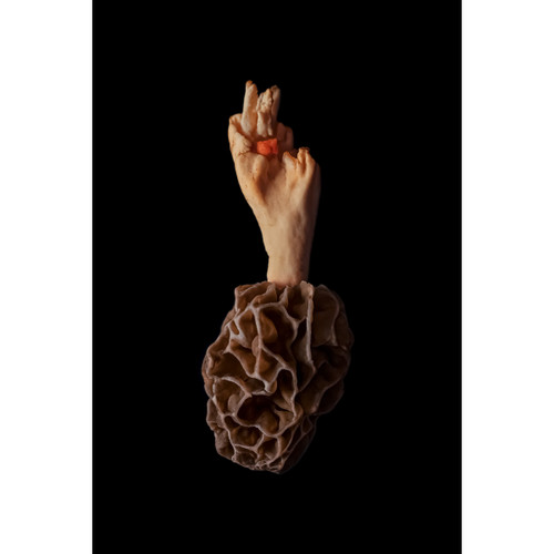 Mushroom's Heart Mushroom's Heart