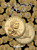 H.E. Harris® Coin Folder - Sacagawea Dollars Collection #2: 2005-2008