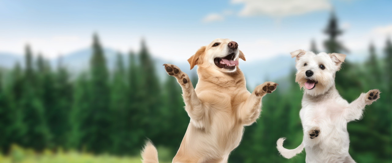 Dancing dogs in front of a Yellowstone landscape