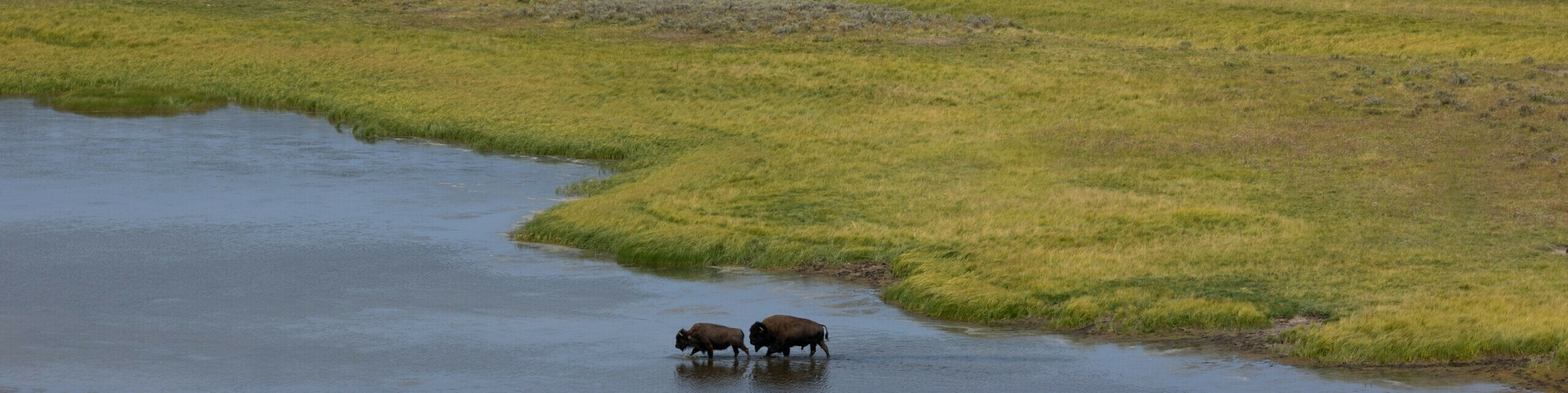 Red, White & Bison