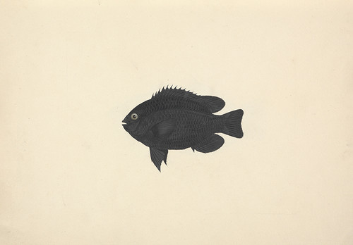 Illustration Of Black Fish
