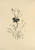 Mum Flower Drawing