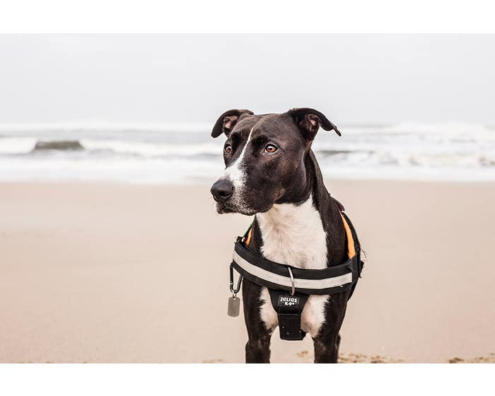 Julius K9 Front Control Y-Belt - Main Image