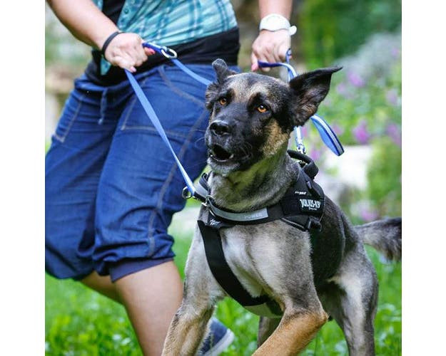 Julius K9 Front Control Y-Belt