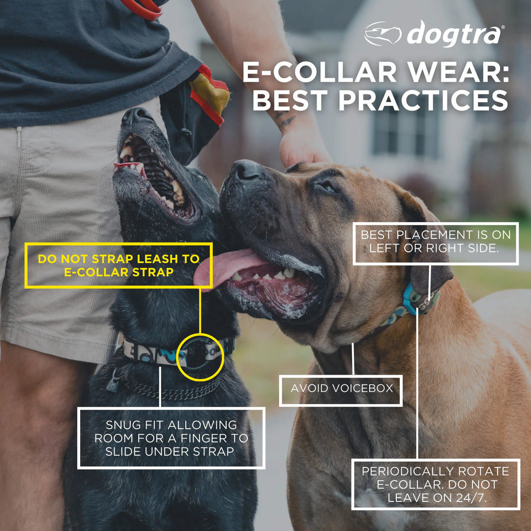 Dogtra e-collar wear best practices showing correct receiver placement and safe use