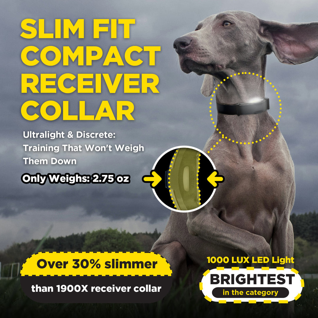 Dogtra ARC-X slim compact receiver collar on dog