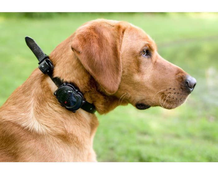 DT Systems MICRO iDT PLUS Remote Dog Training Collar