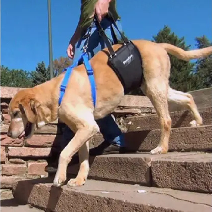 GingerLead Dog Support Sling Rehabilitation Harness