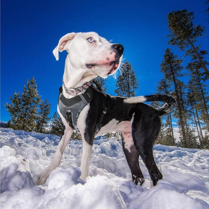 Kurgo Journey Air Kurgo Collar Kurgo Journey Air Harness