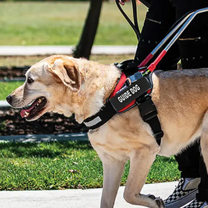 Golden Retriever Julius Dog Harness Sizes Golden Retriever Small