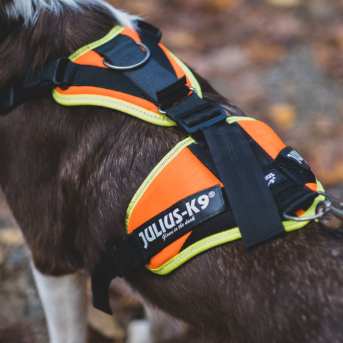 Julius K9 Mantrailing Harness - Main Image
