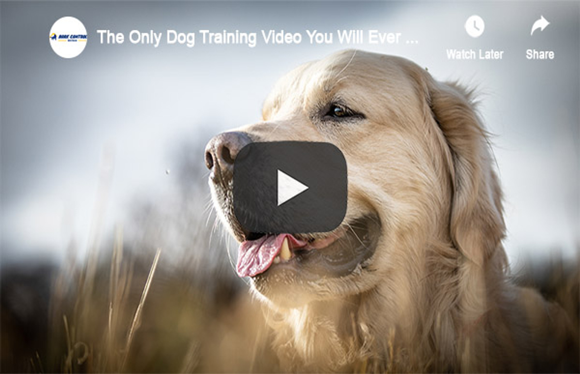 The Only Dog Training Video You Will Ever Need To See