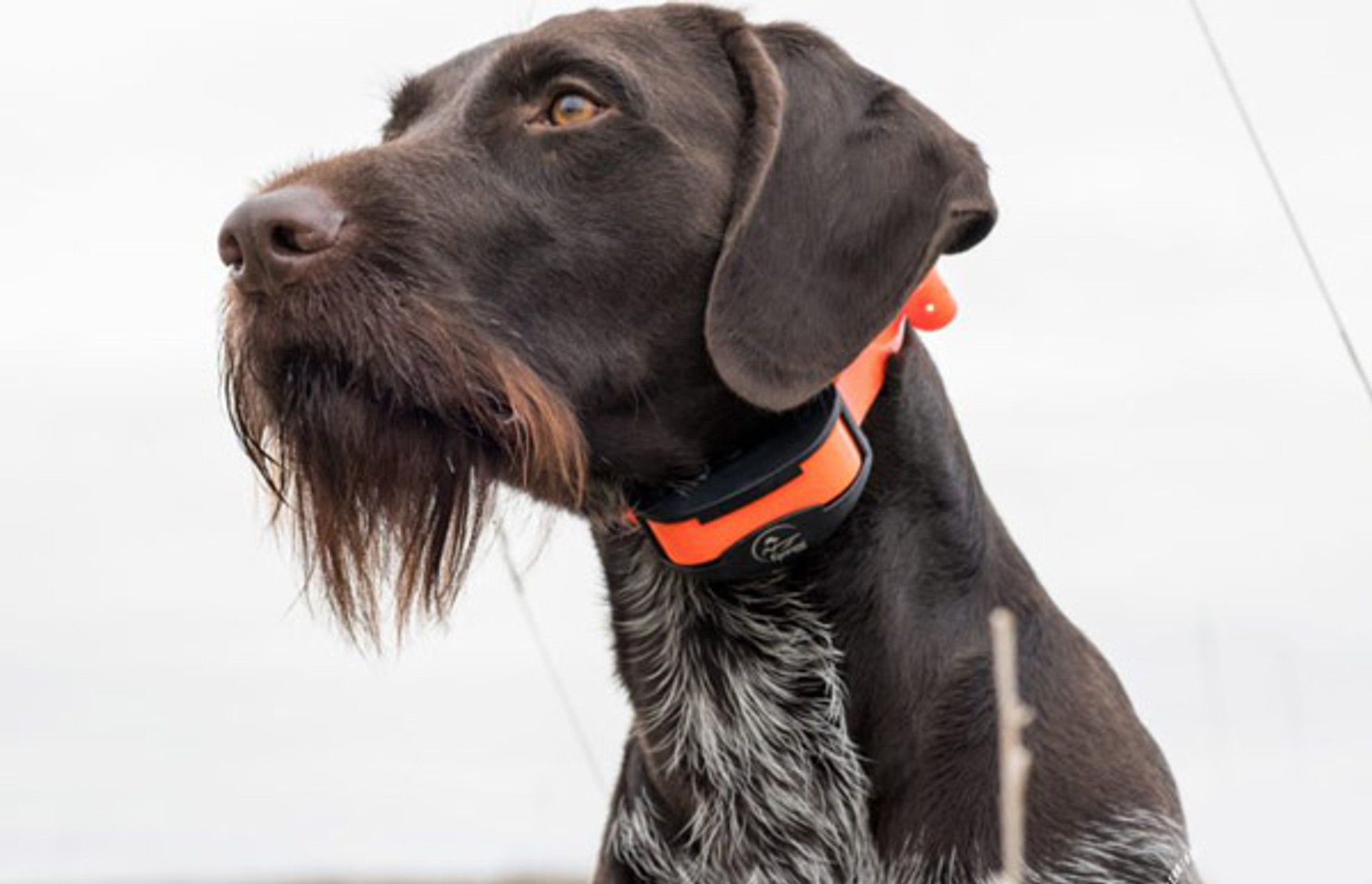 Are Shock Collars Safe?