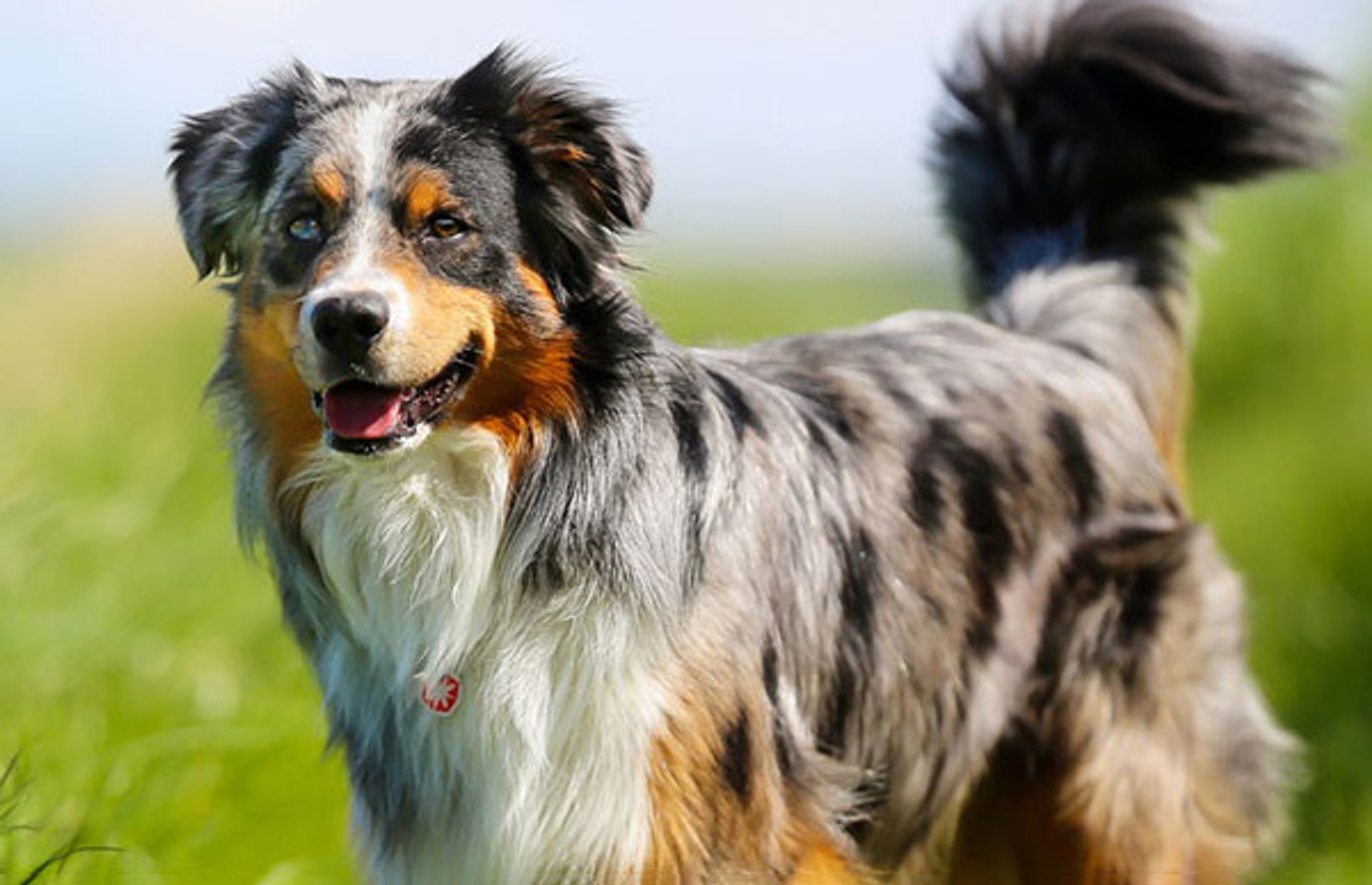 What is the best Bark Collar for my Australian Shepherd?