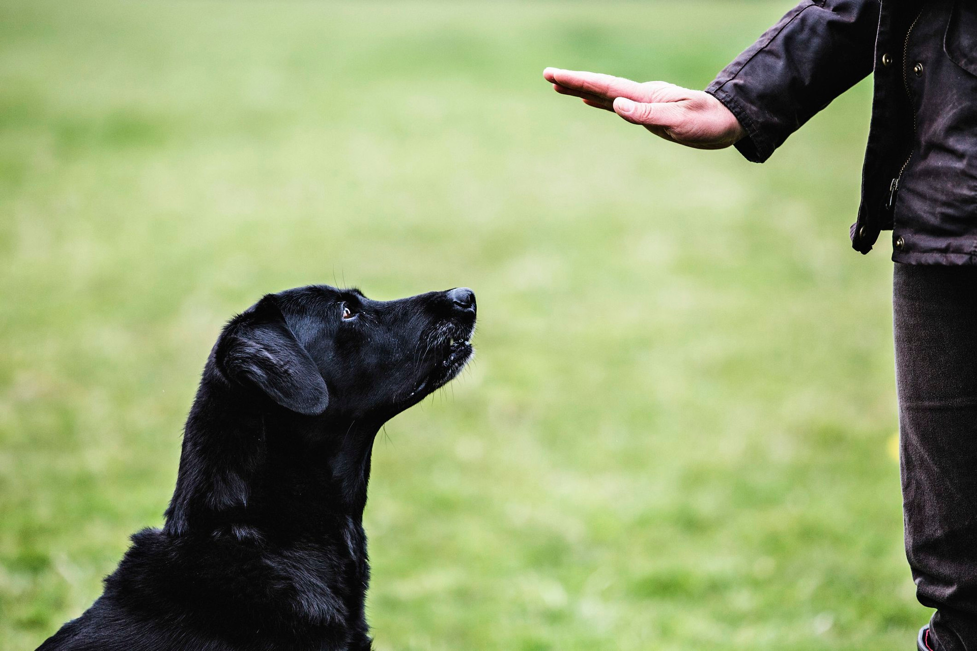 Dog Training Collars: What Can They Be Used For?