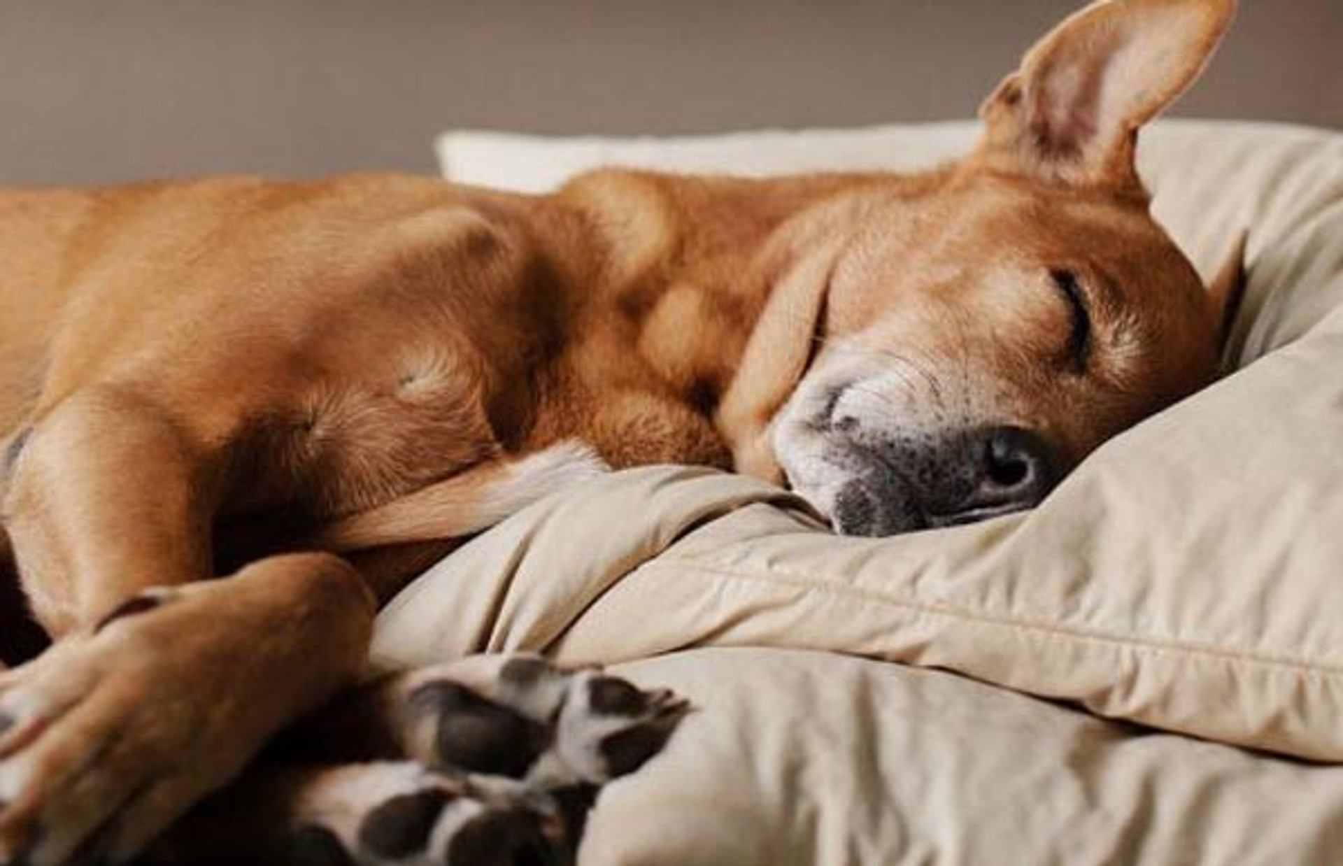 How much sleep do dogs really need?