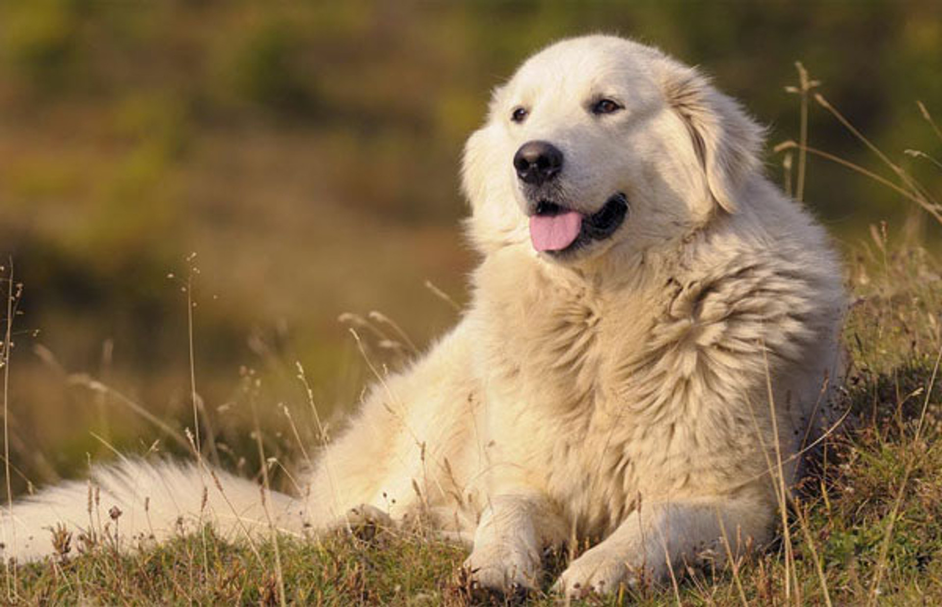 My Maremma is getting a bit aggressive.....