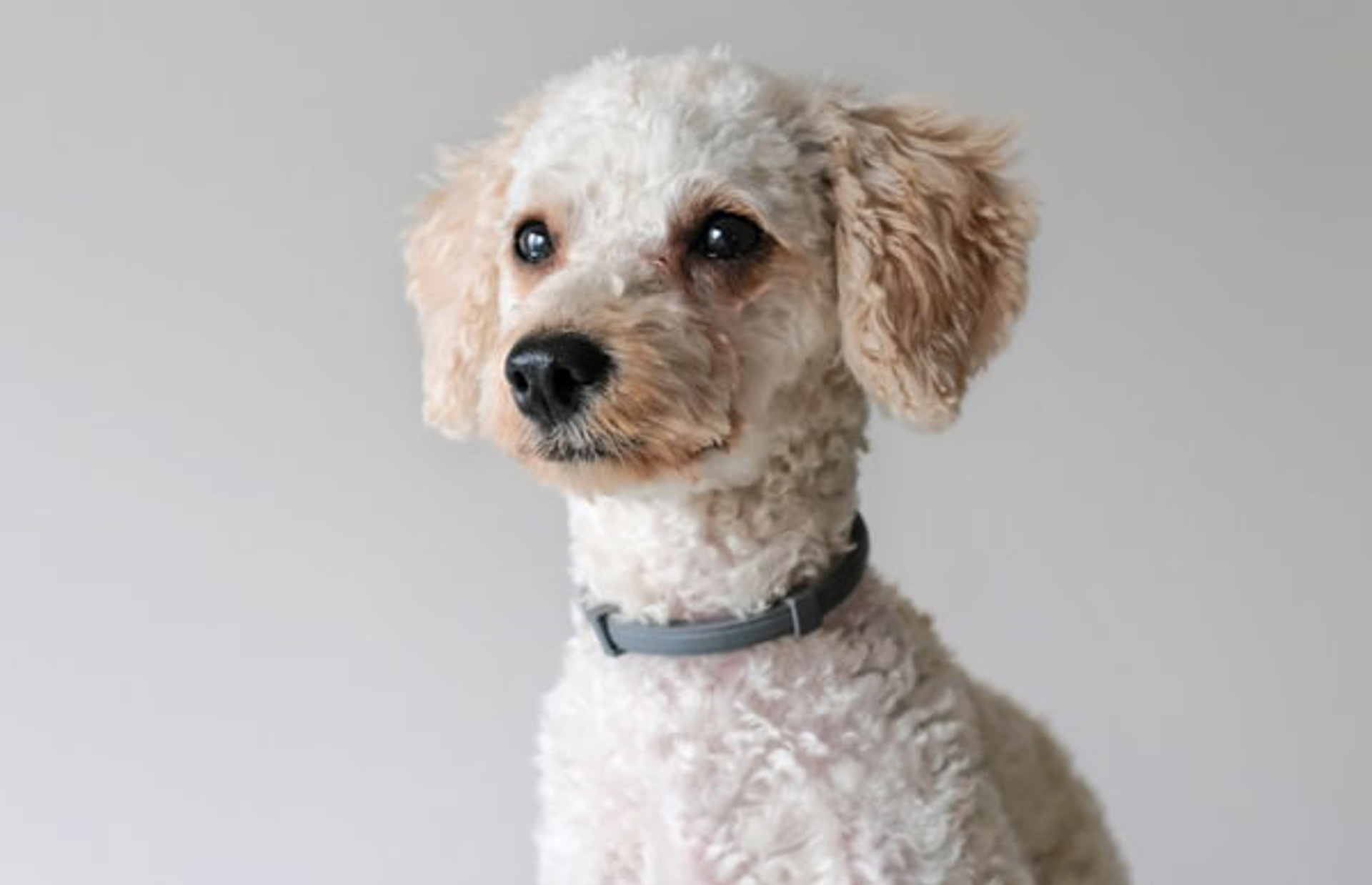 What is the Best Bark Collar for my Poodle?