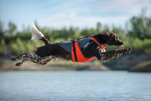 Exploring the Range of Julius K9 Dog Harnesses