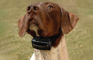 Dog Barking Collars - How To Fit One Properly