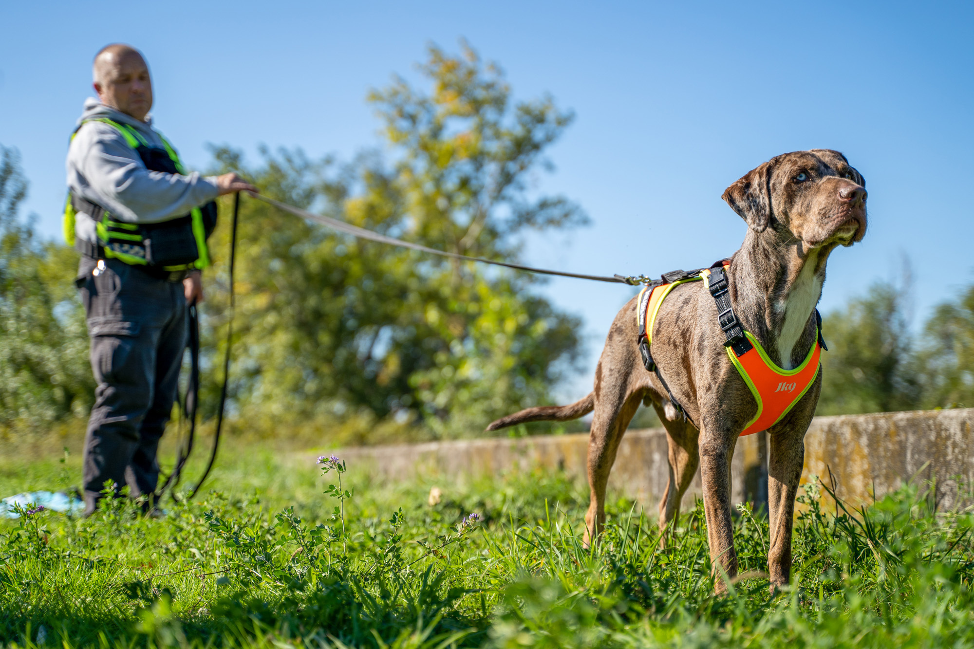 Julius K9 Mantrailing Harness