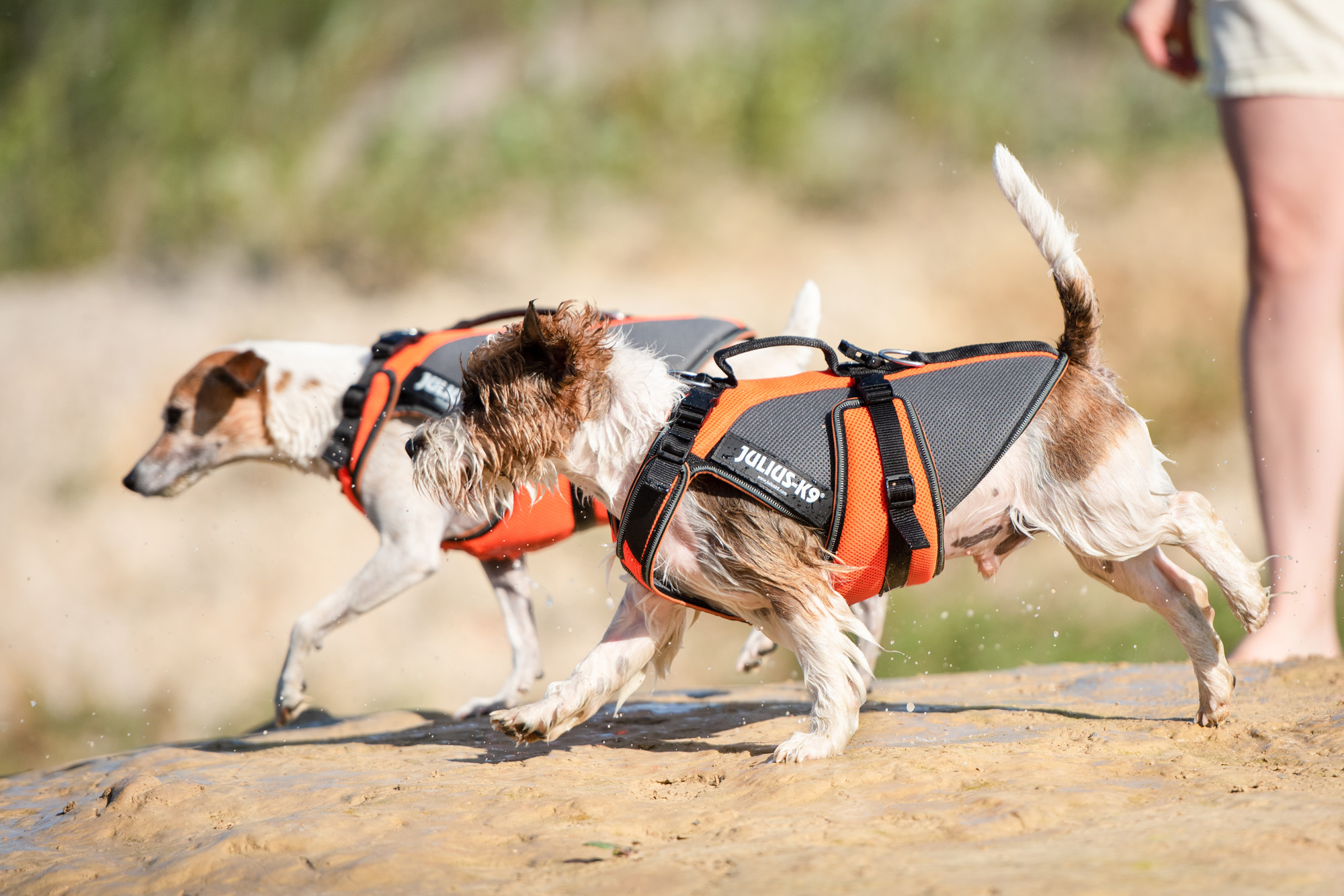 Julius K9 4-in-1 Multi-Vest