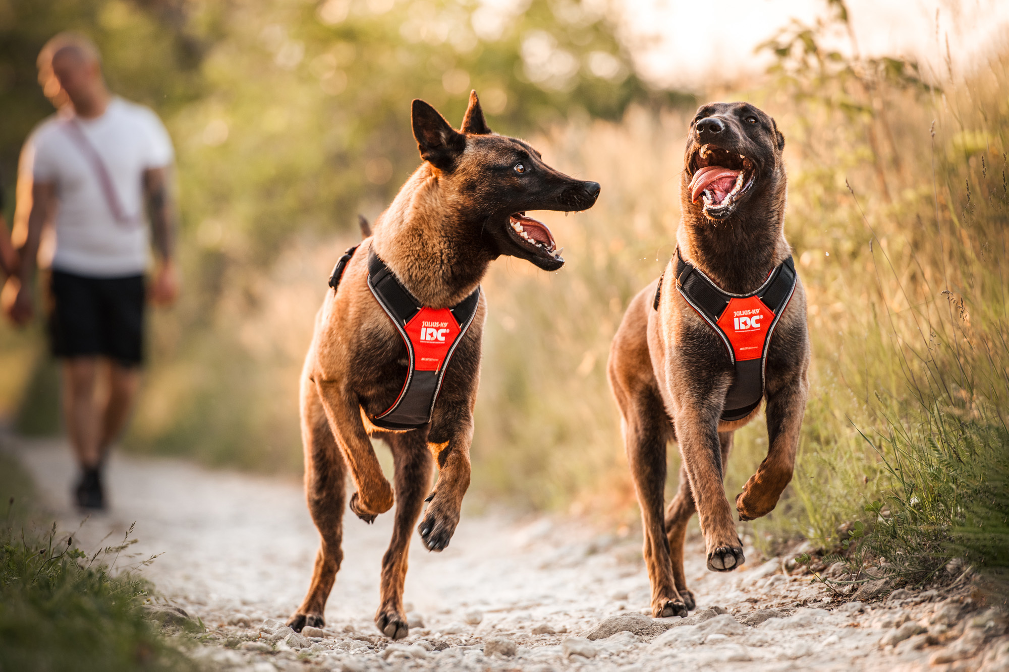 Julius K9 IDC LongWalk Harness